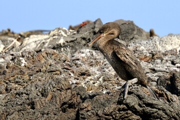 flyless Kormoran - flugunfähiger Kormoran Galapagos Island