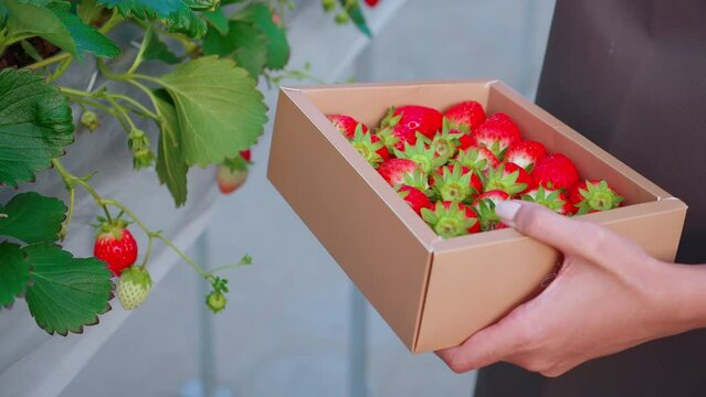 Closeup hands young woman picking strawberry in farm at greenhouse, female harvest ripe strawberry on box or package with happy in plantation, agriculture and cultivation, small business concept.