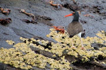 Austernfischer Galapagos Island