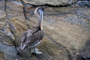 Pelikan Galapagos Island