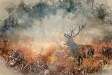 Digital watercolour painting of Stunning red deer stag Cervus Elaphus wild animal in Autumn landscape woodland setting
