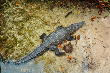 Traveling into the world places. Holidays in Mexico. Zoo