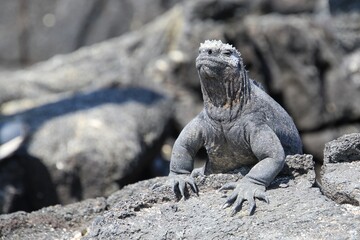 Galapagos Meerechse Galapagos Island