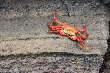  Galapagos Sally Lightfoot Krabbe - Galapagos Island rote Felsenkrabbe 
