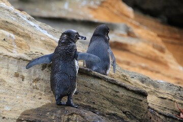 Obraz premium Galapagos Pinguin - Pinguin auf der Nordhalbkugel 