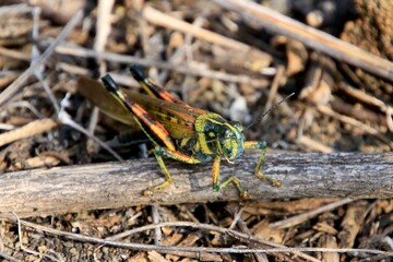 Galapagosheuschrecke FernandiaISland