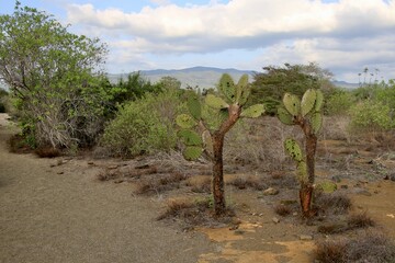 Kakteenlandschaft Galapagos Island