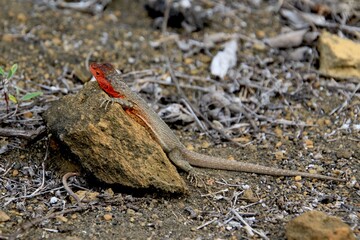 Lavaeidechsen Galapagos Island