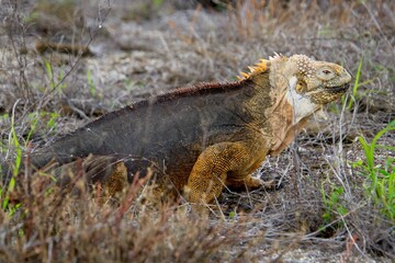 Galapagos Landleguan - Drusenkopf