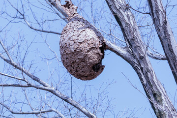 大きなスズメバチの巣
