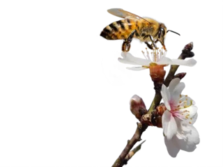 Tableaux ronds sur aluminium Abeille bee honey almond almods tree flower background srping isolated blue sky