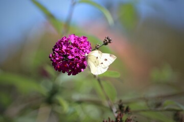 Weißer Schmetterling