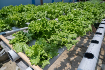 selective focus on lettuce with the hydroponic method, the concept of gardening in the yard of the house