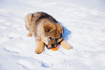 cute little puppy playing with a ball in the snow	