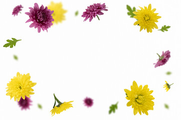 Composition of yellow and pink flower buds on white background. Flying plants in the air. Spring, summer background frame