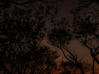 sunset in the forest