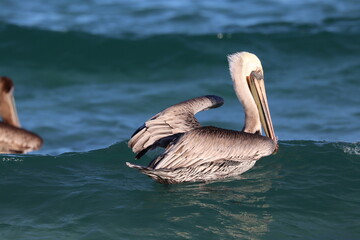 pelicans in the water at tecolote Mexico