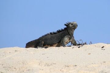 Iguana auf Galapagos Island