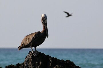Pelikan Galapagos Island