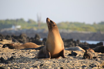 island sea lion