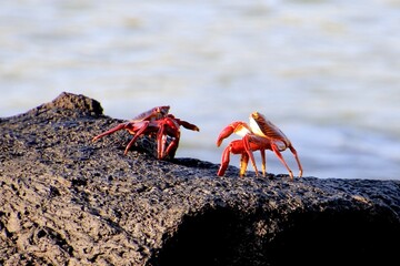  Galapagos Sally Lightfoot Krabbe - Galapagos Island rote Felsenkrabbe 