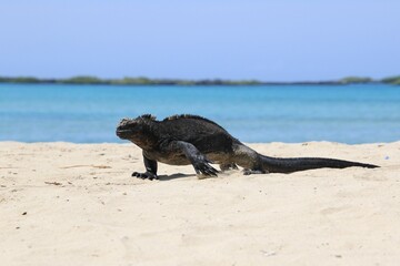 Meeresechsen - Iguana auf Galapagos