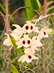 Obraz na płótnie Canvas Dendrobium pulchellum Roxb beautiful rare wild orchids in tropical forest of Thailand.