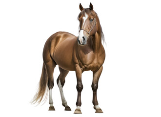 Obraz premium Horse isolated on white, transparent background, PNG, generative ai