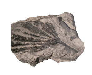 Fossil of plant fern  on white isolated.