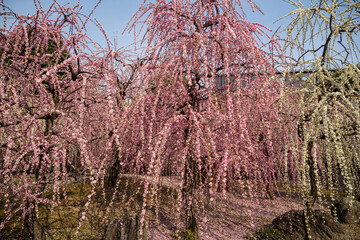 日本の春、梅と椿