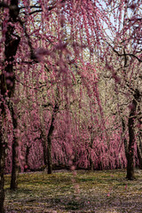 日本の春、梅と椿
