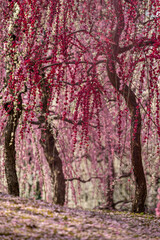 日本の春、梅と椿