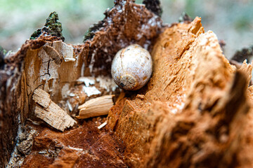 close up of a tree