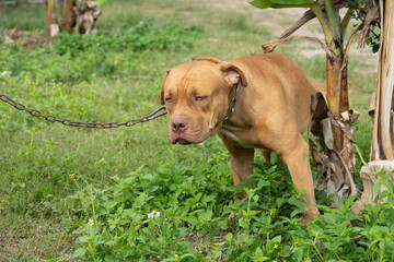 relax american pitbull and bandog stand and pee pee on banana tree and fresh soft green grass in...