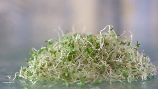 clean washed alfalfa microgreens lie on a glass table with water drops watering healthy food cultivation, microgreens, trace elements, healthy sprouts Sprouted vegetable seeds for raw food diet