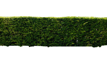 Wall of plants on a transparent background