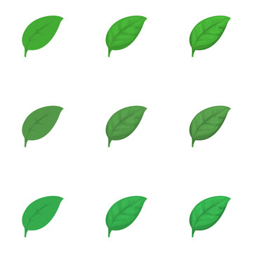 A vector drawn basil illustration with various colors and amount of details