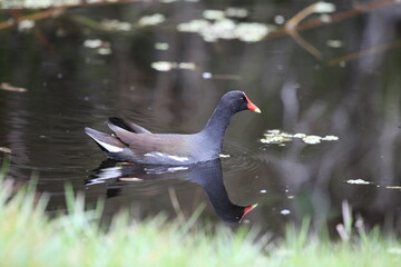 Common Moorhen 
Nature Photography - Birds