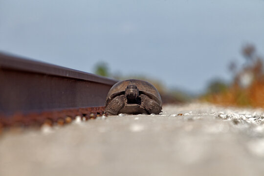 Nature Photography - Tortoise