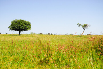 Obraz premium Two lonely trees on the horizon of the countryside, with a blue sky