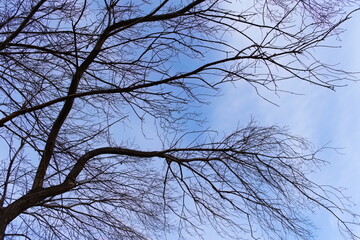 branches of a tree
