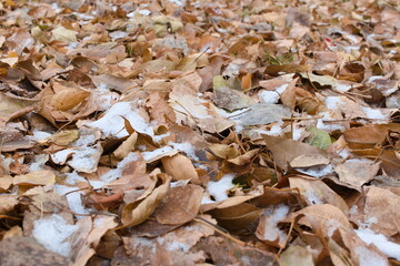 fallen autumn leaves