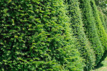 Background from a row of neatly trimmed green coniferous trees in the form of a cone