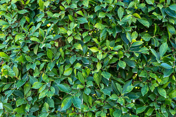 Obraz premium Natural leaf texture pattern background