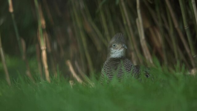 Burmese Grey Peacock Pheasant. Polyplectron bicalcaratum bicalcaratum living on the ground in nature. 
