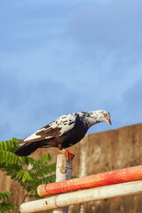 A black and white pigeon perched on a bamboo fence one sunny afternoon