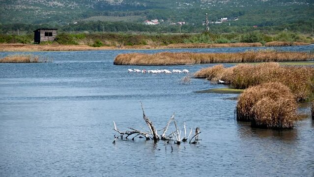 The Ulcinj Salina nature park. Salt pan in Montenegro. Greater flamingos on the pond. Solana Ulcinj is Wildlife sanctuary for migratory birds.