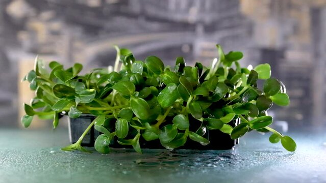 water drops flow down the green leaves irrigation pouring rain Microgreens of sunflower. Natural beautiful concept, Clean and eco-friendly, Greenhouse for sprouting organic greens, newborn