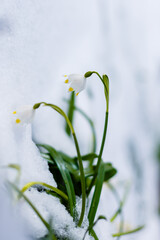 Snowdrops in early spring. Early blooming flowers in spring in the snow.