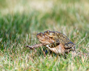 Common toads, bufo bufo, during mating time at spring. Close up shot, shallow depth of field, background with copy space, place for text. Nature photography taken in April in Sweden.